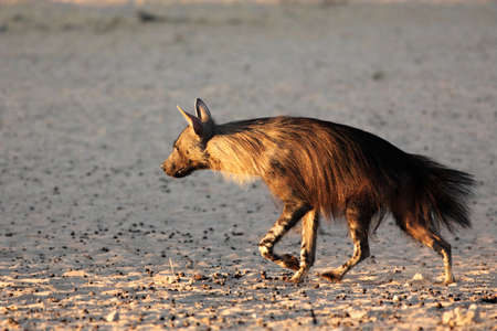 The brown hyena (Parahyaena brunnea) running from the waterhole in the morning sun. Dry sand around.の写真素材