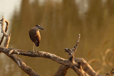 The hamerkop (Scopus umbretta) staying on the small old branch with brown water in the background. Morning sun. Brown water bird.の写真素材
