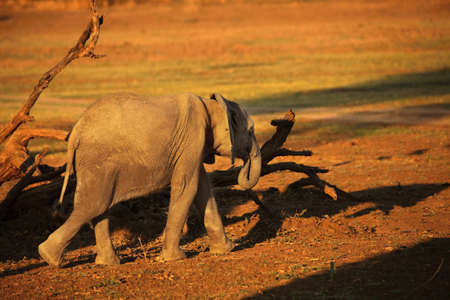 A African elephant (Loxodonta africana) on the green grass in the morning. Sunrise in South Luangwa, Zambia.の写真素材
