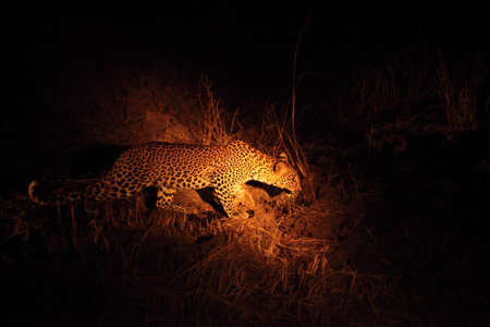 The African leopard (Panthera pardus pardus) female on the hunt. Hunting African Leopard with open mouth. South Luangwa, Zambia.の写真素材
