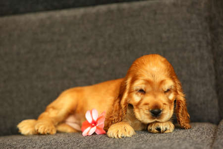 Beautiful and cute golden English Cocker Spaniel puppy with a pink plossem on the sofa. Morning. Gray background. Detail. Portrait.の写真素材
