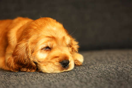 Beautiful and cute golden sleeping English Cocker Spaniel puppy on the sofa. Morning. Gray background. Detail. Portrait.の写真素材