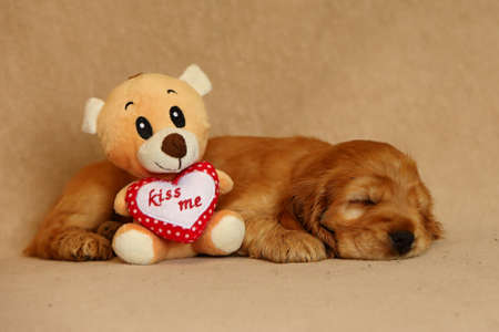 Beautiful and cute sleeping golden English Cocker Spaniel puppy with a Teddy bear on the sofa. Morning. yellow background. Detail. Portrait.の写真素材