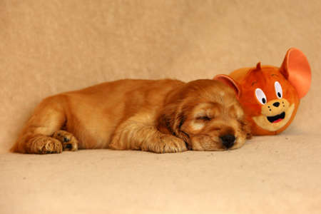 Beautiful and cute sleeping golden English Cocker Spaniel puppy with a Teddy bear on the sofa. Morning. yellow background. Detail. Portrait.の写真素材