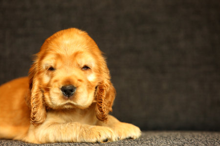 Beautiful and cute golden English Cocker Spaniel puppy on the sofa. Morning. Gray background. Detail. Portrait.の写真素材