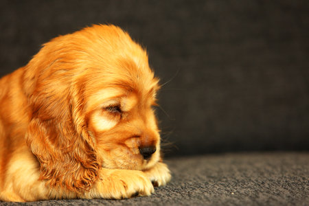 Beautiful and cute golden English Cocker Spaniel puppy on the sofa. Morning. Gray background. Detail. Portrait.の写真素材