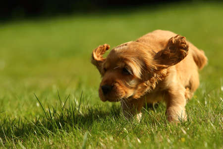 Amazing, newborn and cute red English Cocker Spaniel puppy detail. Red English Cocker Spaniel in human hug. Cocker Spaniel puppy running on the green grassland.の写真素材