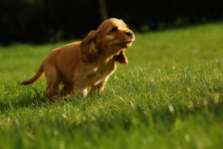 Amazing, newborn and cute red English Cocker Spaniel puppy detail. Red English Cocker Spaniel in human hug. Cocker Spaniel puppy running on the green grassland.の写真素材