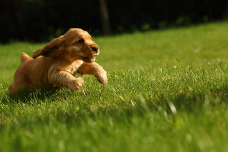 Amazing, newborn and cute red English Cocker Spaniel puppy detail. Red English Cocker Spaniel in human hug. Cocker Spaniel puppy running on the green grassland.の写真素材