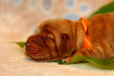 Amazing, newborn and cute Eglish Cocker Spaniel puppy detail. Sleeping golden puppy on green sheet, Yellow background. Detail. Portrait.の写真素材