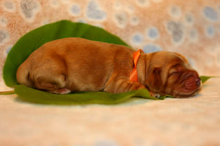 Amazing, newborn and cute Eglish Cocker Spaniel puppy detail. Sleeping golden puppy on green sheet, Yellow background.の写真素材
