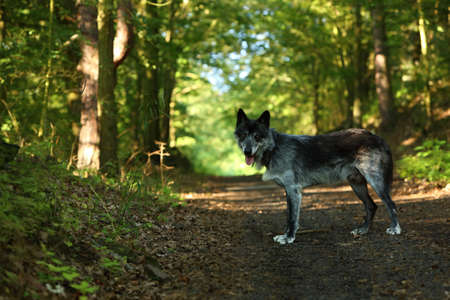 The northwestern wolf (Canis lupus occidentalis) staying alone in the forest. green trees around....