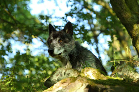The northwestern wolf (Canis lupus occidentalis) staying alone in the forest. green trees around. The dark northwestern wolf male in the forest.の写真素材