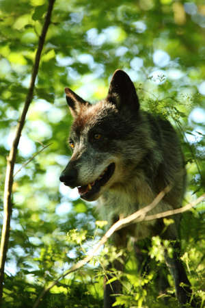 The northwestern wolf (Canis lupus occidentalis) staying alone in the forest. green trees around. The dark northwestern wolf male in the forest. Portrait.の写真素材