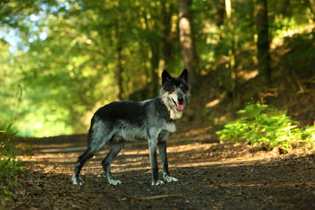 The northwestern wolf (Canis lupus occidentalis) staying alone in the forest. Green trees around. The dark northwestern wolf male in the forest.の写真素材