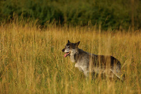 The northwestern wolf (Canis lupus occidentalis) staying alone in the grassland. Golden grass around. The dark northwestern wolf male in the grass.の写真素材