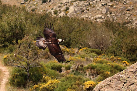 Spanish imperial eagle (Aquila adalberti), also known as the Iberian imperial eagle, Spanish or Adalbert's eagle hunting a small rabbit. Spanish imperial eagle flying in the dry nature.の写真素材