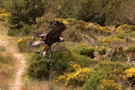 Spanish imperial eagle (Aquila adalberti), also known as the Iberian imperial eagle, Spanish or Adalbert's eagle hunting a small rabbit. Spanish imperial eagle flying in the dry nature.の写真素材