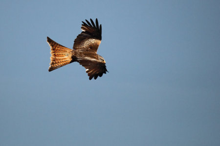 The golden eagle (Aquila chrysaetos) flying ower the rocks. Brown and green background. Golden eagle with expanded wings.の写真素材