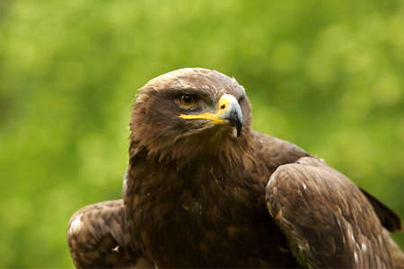 The steppe eagle (Aquila nipalensis) up to close. Steppe eagle portrait. Green background.