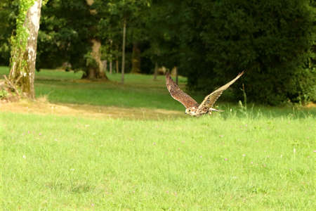 The flying saker falcon (Falco cherrug) up to close. Green background.