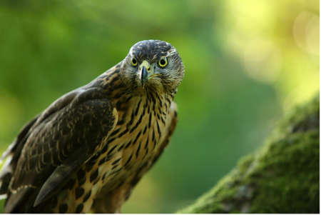 The Northern goshawk (Accipiter gentilis) portrait. The Northern goshawk sitting on the big old...