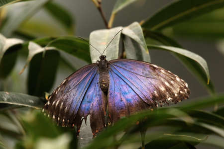 The Peleides blue morpho, common morpho or the emperor (Morpho peleides) is a big butterfly from...