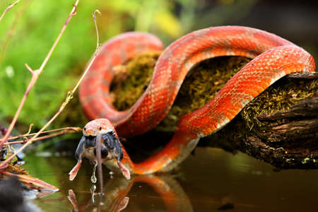 A Corn snake (Pantherophis guttatus or Elaphe guttata) after hunt eating a mouse above the water. A...