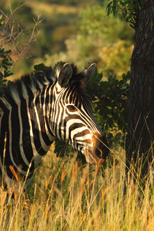 A Mountain Zebra (Equus zebra) in grassland with dry grass in background.の写真素材
