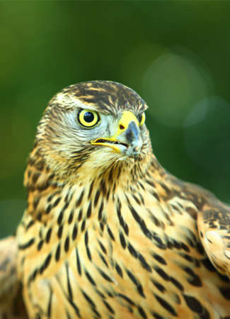 The Northern goshawk (Accipiter gentilis) portrait. The Northern goshawk sitting on the big old...