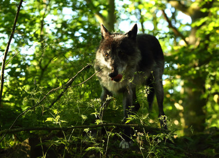 A north american wolf (Canis lupus) staying in the forest.
