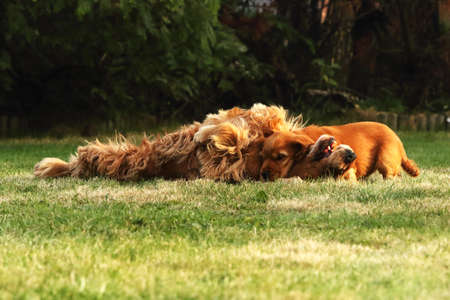 Amazing, newborn and cute red English Cocker Spaniel puppy with its mother detail. Small and cute red Cocker Spaniel puppy lying and cudling with its mother in the green grass, morning sun. Green background.の写真素材