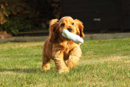 Amazing, newborn and cute red English Cocker Spaniel puppy detail. Small and cute red Cocker Spaniel puppy running and keeping a dog toy in the green grass, morning sun. Green background.の写真素材