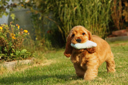 Amazing, newborn and cute red English Cocker Spaniel puppy detail. Small and cute red Cocker Spaniel puppy running and keeping a dog toy in the green grass, morning sun. Green background.の写真素材