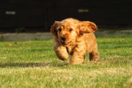 Amazing, newborn and cute red English Cocker Spaniel puppy detail. Small and cute red Cocker Spaniel puppy running in the green grass, morning sun. Green background.の写真素材