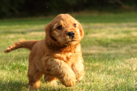 Amazing, newborn and cute red English Cocker Spaniel puppy detail. Small and cute red Cocker Spaniel puppy running in the green grass, morning sun. Green background.の写真素材