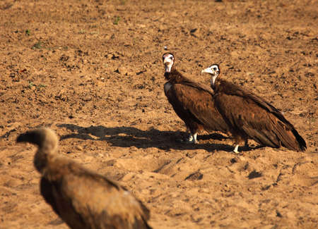 A group of Hooded vultures (Necrosyrtes monachus) and one african vulture (Gyps fulvus) sitting on...