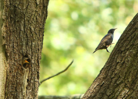 The Spreeuw / Starling (Sturnus vulgaris) on the nest by feeding. Green background. Spreeuw baby in the nest.の写真素材