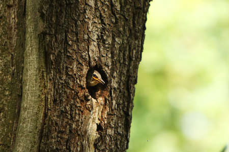 The Spreeuw / Starling (Sturnus vulgaris) on the nest by feeding. Green background. Spreeuw baby in the nest.の写真素材