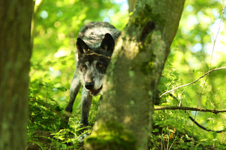 A north american wolf (Canis lupus) staying in the forest. Calm, black and big north american wolf male.の写真素材