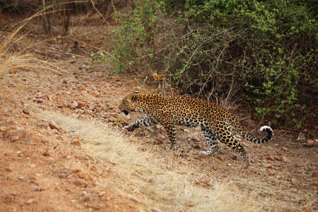 The African leopard (Panthera pardus pardus) female on the hunt. Hunting African Leopard with open mouth. South Luangwa, Zambia.の写真素材