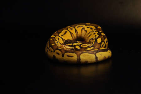 The King python (python regius), morph Enchi Bongo Pastel. The King Python is very calm, non-poisonous snake. He is often lying in the shade and awaiting for a small rodent to hunt.の写真素材