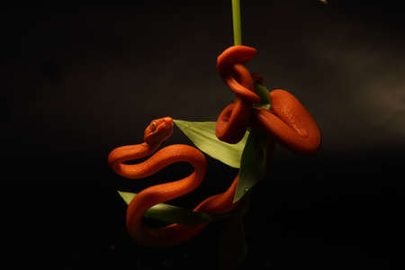 The Tree boa (Corallus hortulanus), red morph on the small green branch with dark black background. Portrait. The small red snake, notoriously aggressive species, up to close. Snake - bird hunter.の写真素材