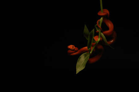 The Tree boa (Corallus hortulanus), red morph on the small green branch with dark black background. Portrait. The small red snake, notoriously aggressive species, up to close. Snake - bird hunter.の写真素材