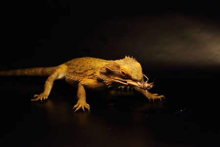 The Central Bearded Dragon (Pogona vitticeps) is calm lizzard often in human care. She wants to be with a human. Black background. Detail.の写真素材