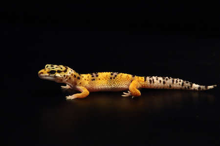 The common leopard gecko (Eublepharis macularius) is a small and calm lizard. This lizzard is usualy gold with white and black spotted. Black background, Portrait.の写真素材