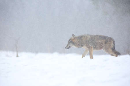 The wild european wolf (Canis lupus lupus) in the snow blizzard. The european wild wolf looking for...