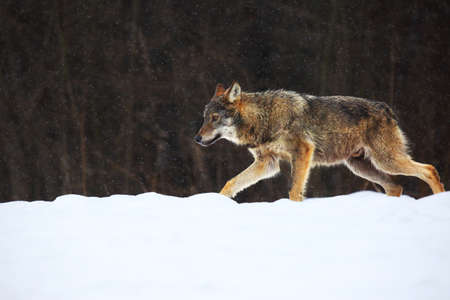 The european wild wolf (Canis lupus lupus) on the snow. Wild wolf is carefully walking on the snow...