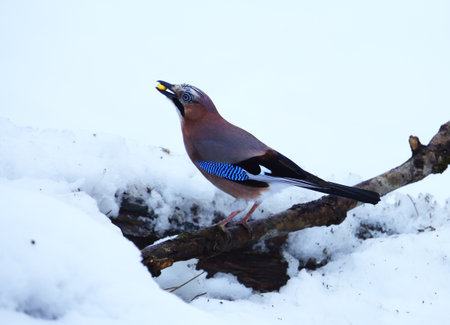 The Eurasian jay (Garrulus glandarius) sitting on the old branch. White background. Snow around.