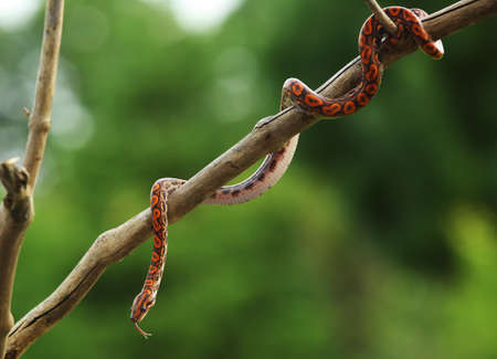 The Rainbow Boa (Epicrates cenchria cenchria) hanging from the branch.